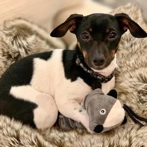 Meet your Posher, Rocky